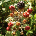 Blackberries