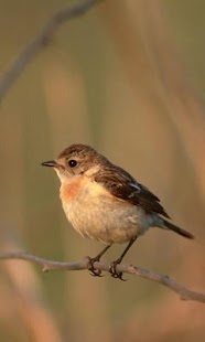 How to download Birds Wallpapers lastet apk for bluestacks