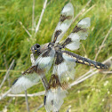 Twelve-spotted Skimmer