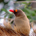 Red-Billed Oxpecker