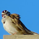 Lark Sparrow