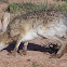 Black-tailed Jackrabbit