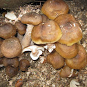 Mushrooms