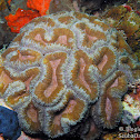 Sinuous Cup Coral