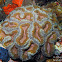 Sinuous Cup Coral