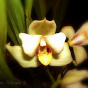 Hybrid Orchid / Orquídea híbrida