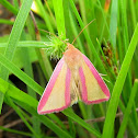 New Pod Borer Moth