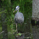 Great Blue Heron