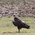 Asian King Vulture