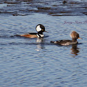 Hooded Merganser