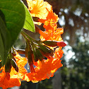 Geiger Tree