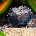 Bearded Dragon