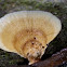 shelf fungus