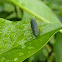 Leaf Hopper