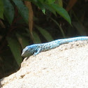 Aruban whiptail lizard