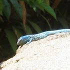 Aruban whiptail lizard