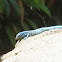 Aruban whiptail lizard