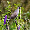 California Quail