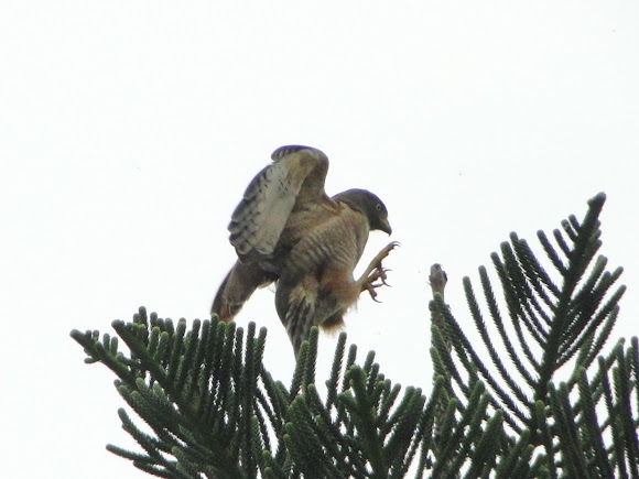 Spotting Image 1