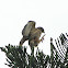 Roadside Hawk