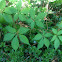 Virginia Creeper