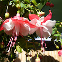 Fuchsia