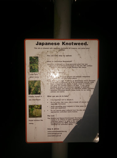Japanese Knotweed Info