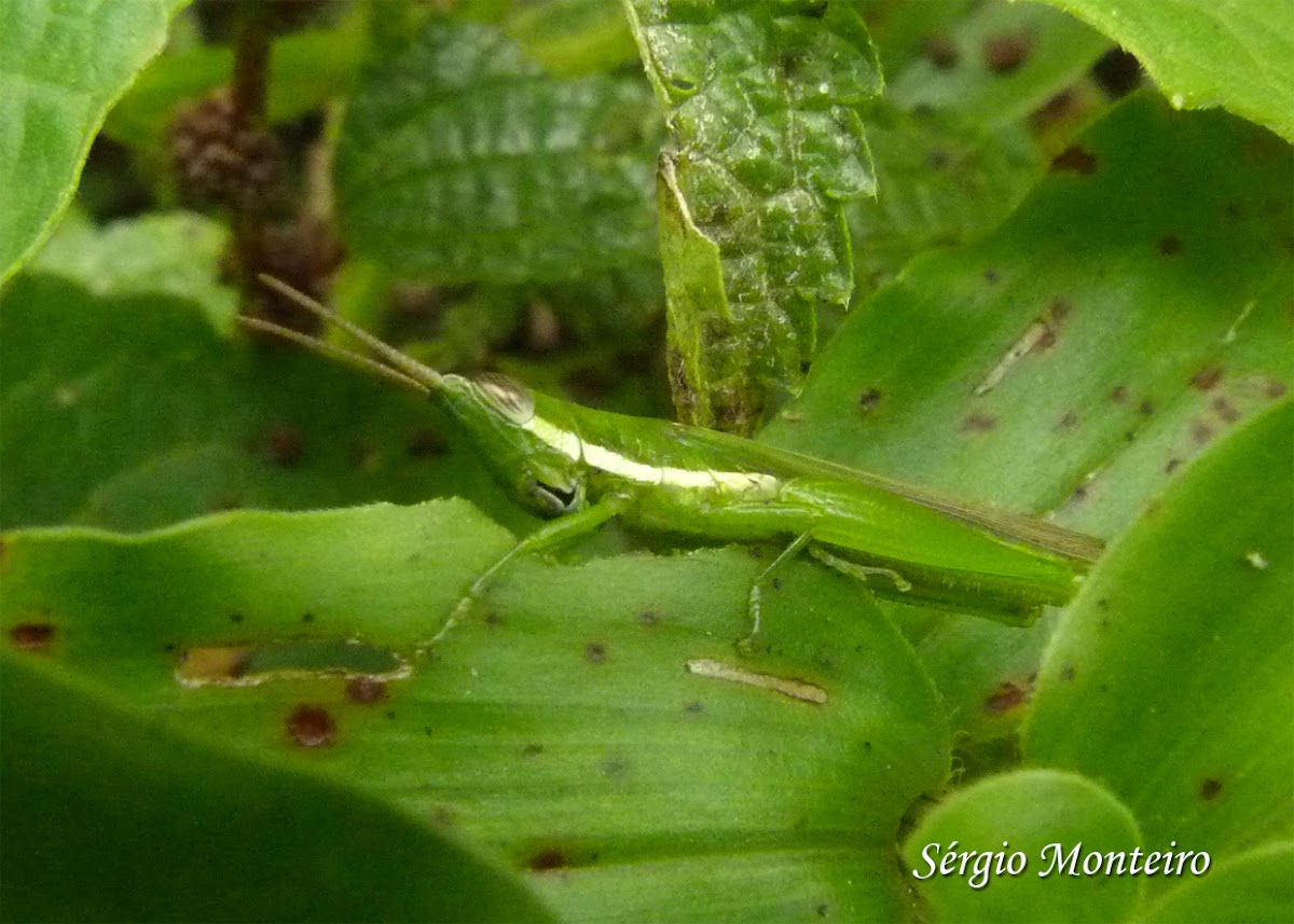 Long nosed grasshopper