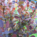 Redleaf Barberry