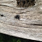 Jumping spider