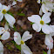 Flowering Dogwood
