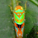 leaf hopper