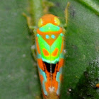 leaf hopper