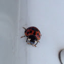 Asian Lady Beetle