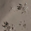 chipmunk tracks?