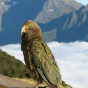 Kea