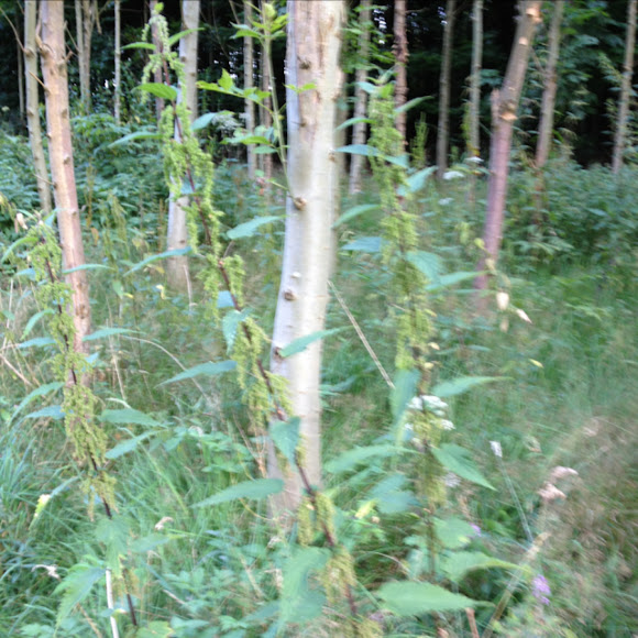 Spotting Image 1