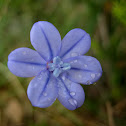 blue grass lily; junquillo azul