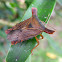 Horned Giant Shield Bug