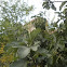 Ficus carica (Higuera. Fig tree)