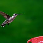 Hummingbird