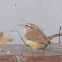Carolina Wren