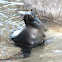 California Sea Lion
