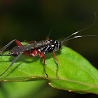 Banded Pupa Parasite Wasp