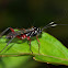 Banded Pupa Parasite Wasp