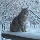Bobcat