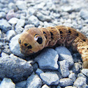 Elephant Hawk Moth