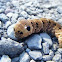 Elephant Hawk Moth