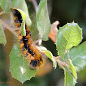 Tent Caterpillar