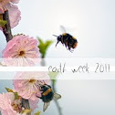 Bumble bee